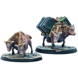 Brahmin Herd